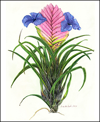 1186 - Tillandsie - Miniaturbild