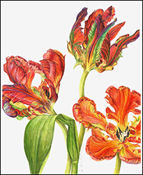 1187 - Tulpe, Papageientulpen - Miniaturbild