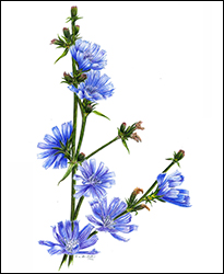 1193 - Wegwarte - Miniaturbild