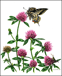 1197a - Wiesenklee - Miniatur