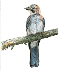1223 - Eichelhher 1 - Miniaturbild