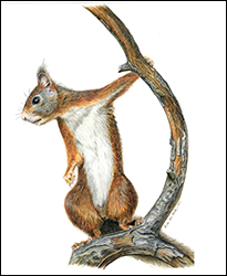 1225 - Eichhrnchen 1 - Miniatur