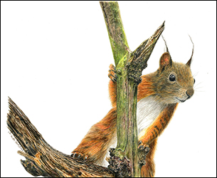 1226 - Eichhrnchen 2 - Miniaturbild
