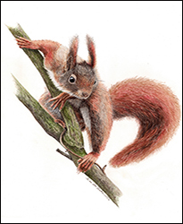 1227 - Eichh�rnchen 3 - Miniatur