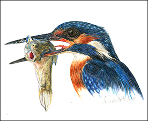 Button - 1229 - Eisvogel - Beutefisch 1 - Miniaturbild