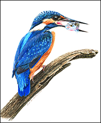 Button - 1230 - Eisvogel - Beutefisch 2 - Miniaturbild