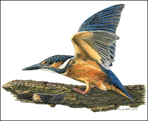 1232 - Eisvogel - abflugbereit - Miniatur