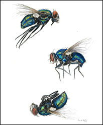 1238 - Fliegen - Miniatur