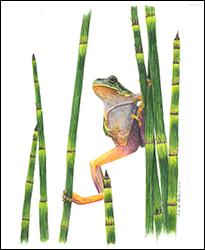 1239 - Frosch in Schachtelhalmen - Miniaturbild