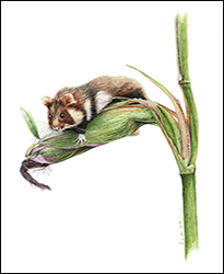 1242a Hamster Miniatur