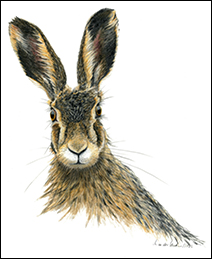 Button 1243 - Hase - Miniatur