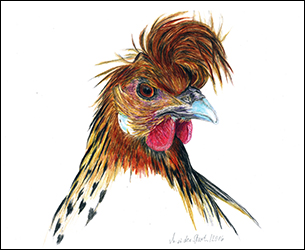 1245 - Haubenhuhn - Miniaturbild