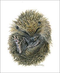 1247a - Igel, schlafend - Miniatur