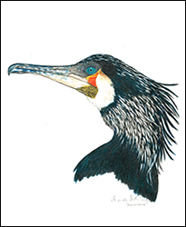1261a - Kormoran - Miniatur