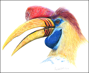 1265 - Nashornvogel - Miniaturbild