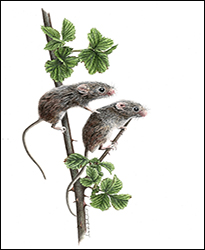 1266 - Maeuse Miniatur
