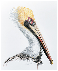 1266 - Pelikan - Miniaturbild