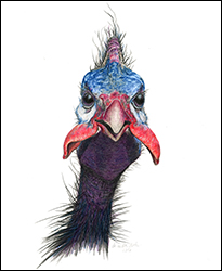 1266 - Perlhuhn - Miniaturbild