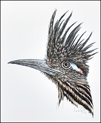 1266 - Rennkuckuck - Rennkuckuck