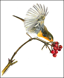 1268 - Rotkehlchen 1 - Miniatur