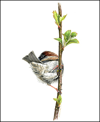 1275 - Spatz - Miniaturbild