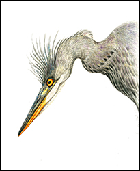 1276 - Reiher - Miniaturbild