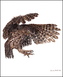 1277b - Steinkauz 4  im Flug Miniatur