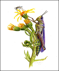 1278 - Sumpfschrecke - Miniatur