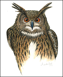 1200 - Uhu 2016 - Miniaturbild