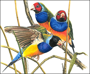 1282 - Vogeltrio, Sabines - Miniatur