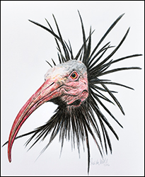 1285 - Waldrapp - Miniaturbild