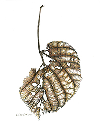 1300 - Blatt, teilverwelkt - Miniatur