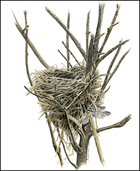 1300 - Vogelnest, leeres - Miniatur