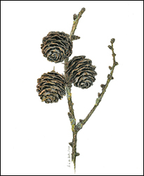 1303 - Lrchenzapfen - Miniatur