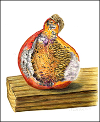 1304 - K�rbis, vergehend - Miniatur