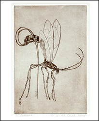 1501 - Kaltnadelradierung - Bohrwespe - Miniatur