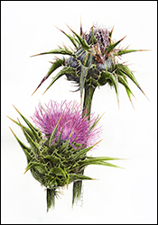 4001 - Mariendistel - Miniaturbild